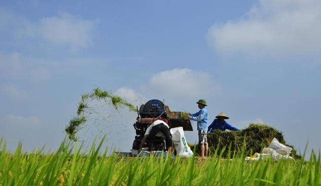 130519 - Biomass Energy - Rice Straw - 03-0-52-633-368-1595220481