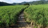Vùng mía nguyên liệu ở tỉnh Phú Yên - Ảnh: Nguồn GIZ