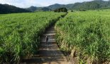 Vùng mía nguyên liệu ở tỉnh Phú Yên - Ảnh: Nguồn GIZ