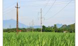 7.-LDT_3517-Bagasses-power-for-rural-electrification