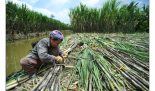 9. GIZ_VietNam_Thu hoach mia o Hau Giang-0-0-0-0-1584078752
