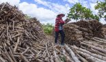 Phế phẩm từ gỗ công nghiệp có thể trở thành nguồn nguyên liệu dồi dào cho phát triển năng lượng sinh khối (Nguồn_GIZ)
